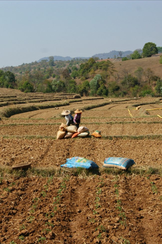 bauern myanmar