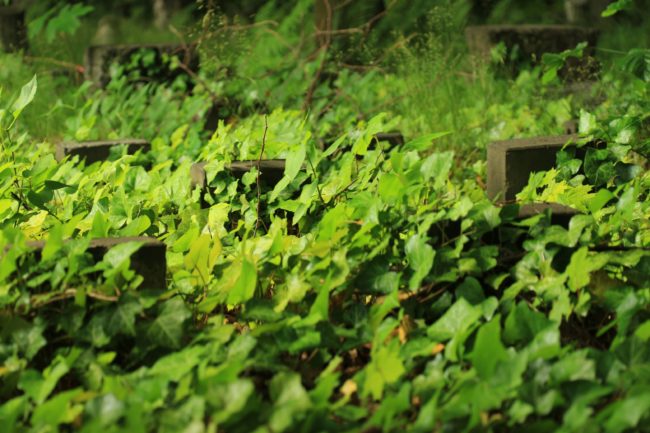 Gräber jüdischer Friedhof Weißensee