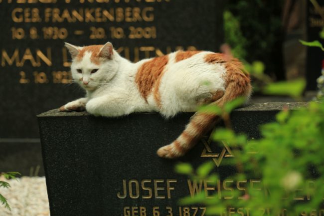 jüdischer_friedhof_weißensee_025