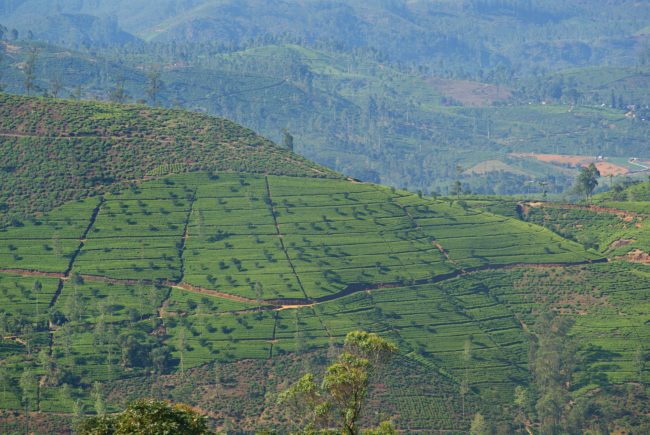 teeplantage sri lanka