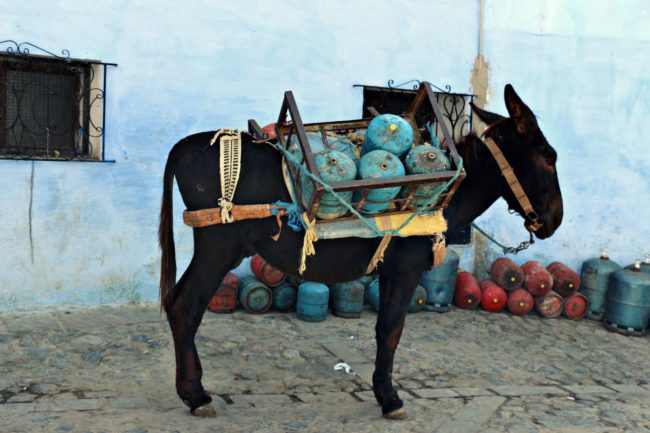 Chefchaouen_038