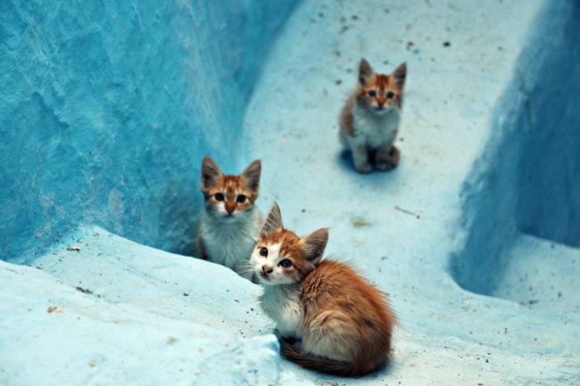 Chefchaouen_166