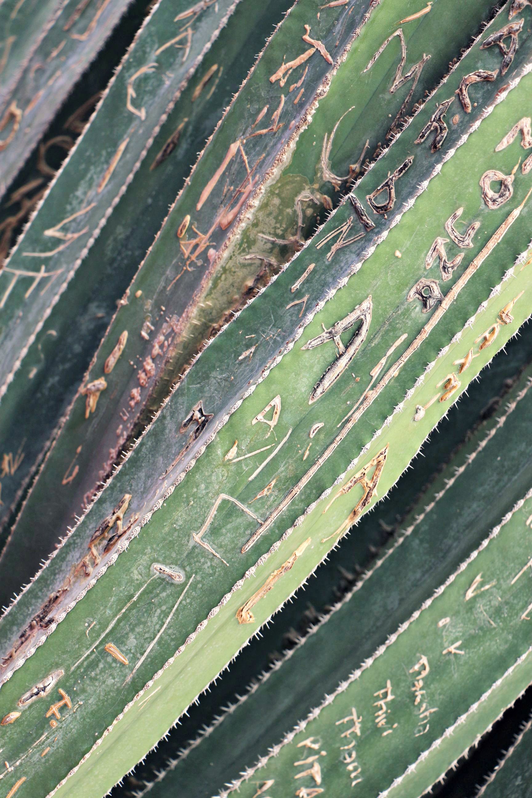 Bambus Jardin Majorelle