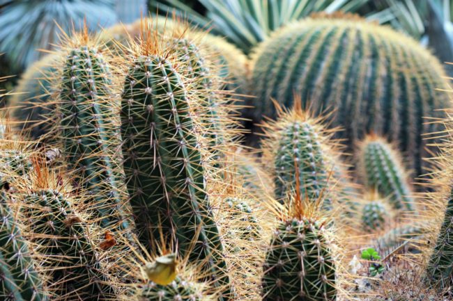 Kakteen Jardin Majorelle