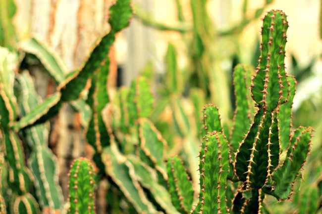 kakteen botanischer garten dahlem