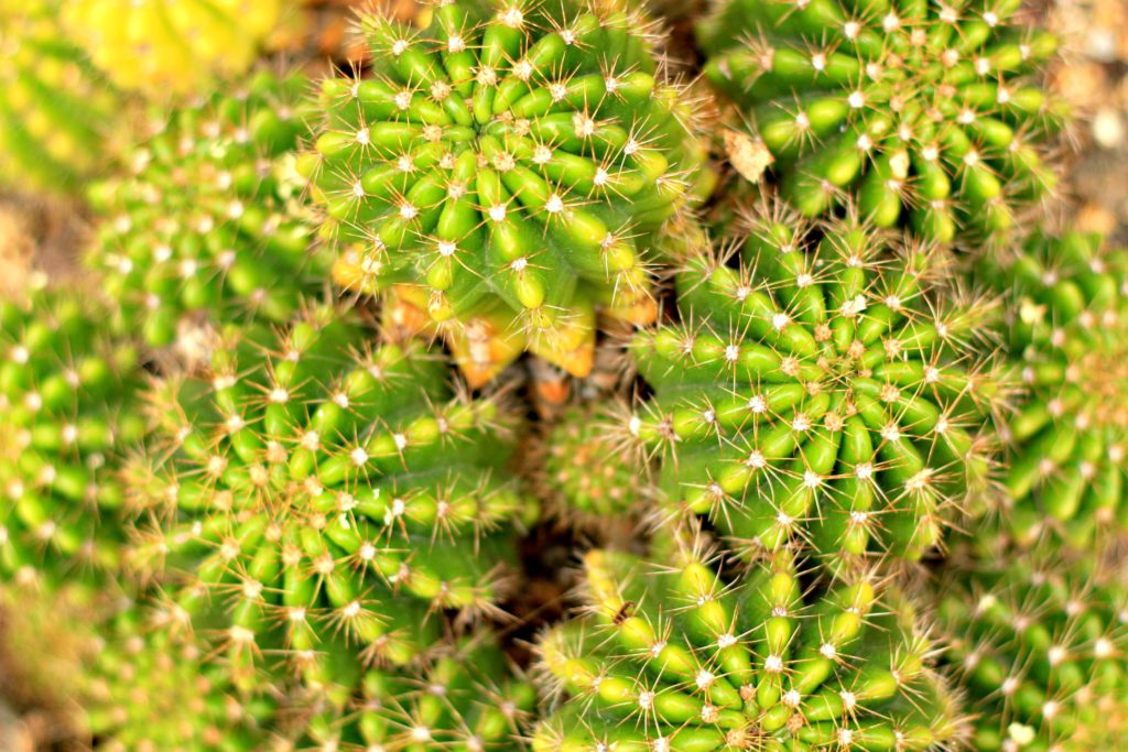 Botanischer Garten BerlinDahlem BerlinTipps