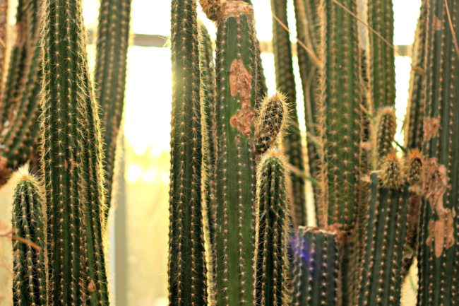 sukkulenten botanischer garten dahlem