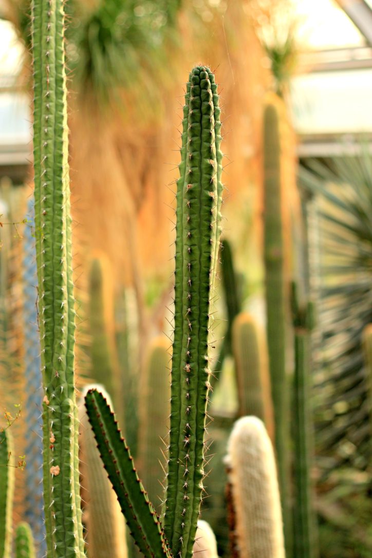 Botanischer Garten BerlinDahlem BerlinTipps