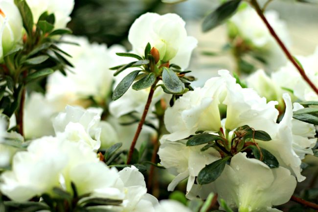 blüten botanischer garten berlin dahlem