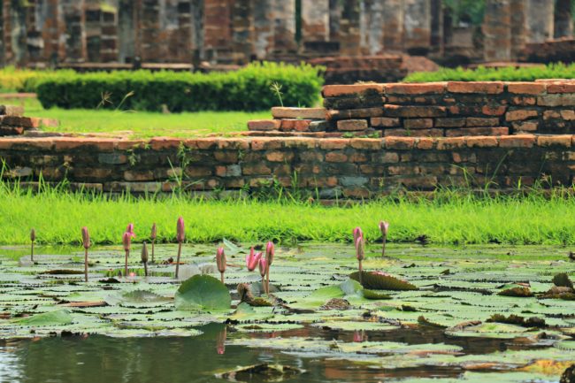 lotus sukhothai